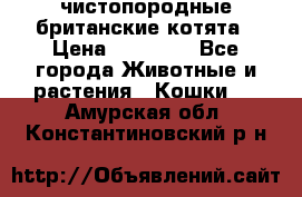 чистопородные британские котята › Цена ­ 10 000 - Все города Животные и растения » Кошки   . Амурская обл.,Константиновский р-н